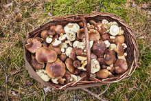A Wicker Basket Full Of Bay Bolete Mushrooms
