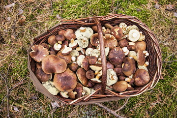 A wicker basket full of bay bolete mushrooms