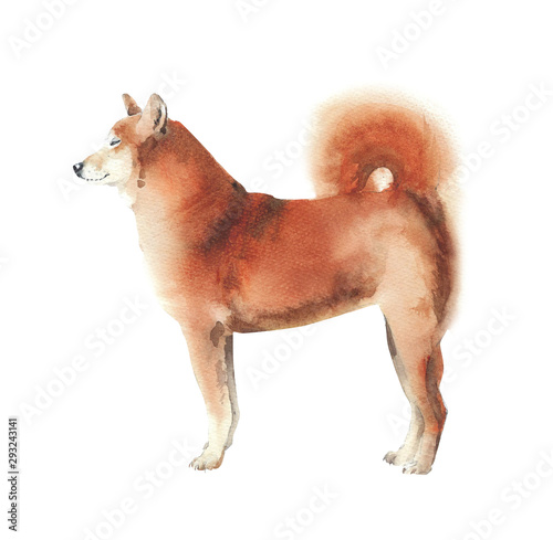 Dog Watercolor Illustration Shiba Inu Breed Pet Animal
