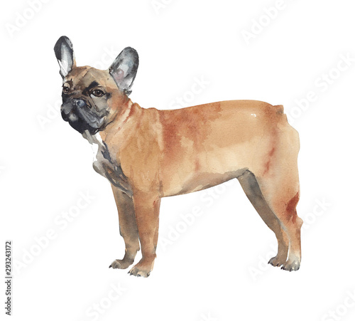 Fotomural Dog watercolor illustration french bulldog breed pet animal isolated on white ba