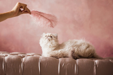 Silver Persian kitten 5 months old plays with a pink feather on a pink cream chair on a pink background