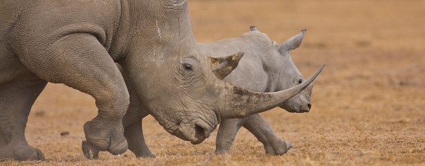 Rinoceronte blanco, Reserva Solio Ranch, Kenia, Africa