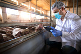 Veterinarian at pig farm checking health status of pigs domestic animals on his tablet computer in pigpen. Health concept. Food quality control and production.