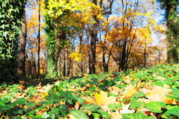 Wall Mural - Vibrant fall foliage