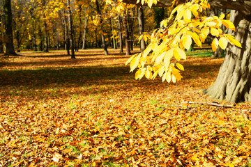 Wall Mural - Vibrant fall foliage