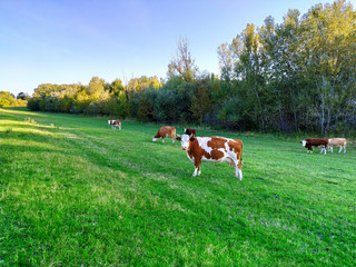 Canvas Print - Cows on a green summer meadow