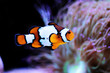 Snow Onyx Clownfish - (Amphriprion ocellaris x Amphriprion percula)
