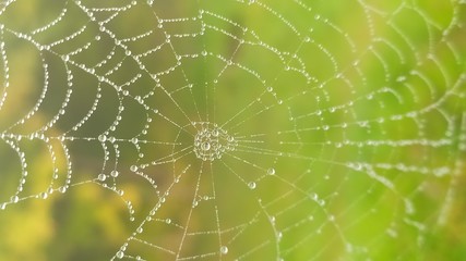 spider web with dew