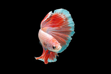 Canvas Print - Close-Up Of Siamese Fighting Fish Against Black Background