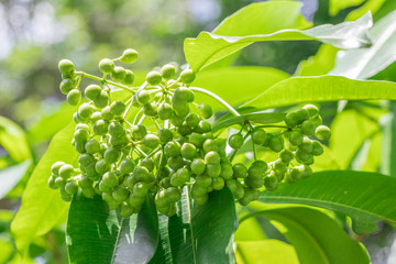 Wall Mural - Clusters of raw green fruits of Rauvolfia Sumatrana Jack on tree in herb garden