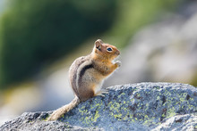 A Curious Golden-mantled Ground Squirrel On A Rock In Mt. Rainier National Park