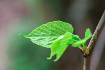 Wall Mural - Plant sprouting of mulberry fruit tree (Morus Alba Linn) in the fruit garden