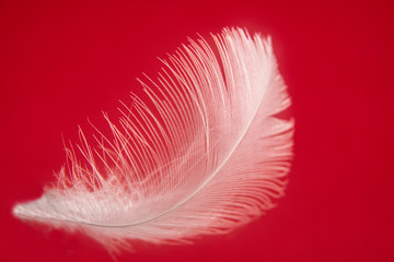 Gentle white air feather on a beautiful soft background. Soft dreamy tender artistic image form for postcard or wallpaper for desktop. Macro