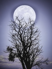Wall Mural - moon and tree