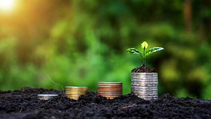 The growth of money and trees on coins to show the concept of business growth.