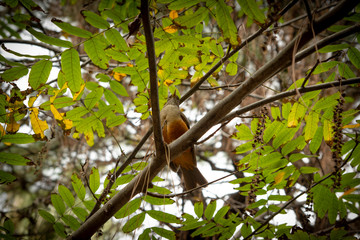 thrush fieldfare bird on tree