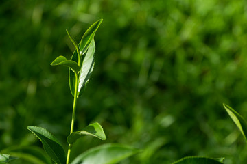  Top of fresh raw organic green tea leaf in plantation field farm