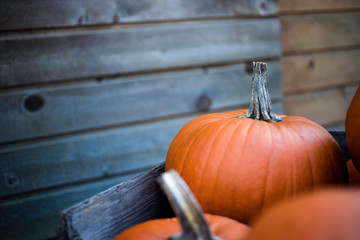 pumpkin in the box near wooden wall