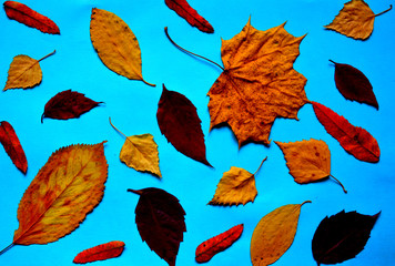 collection of dry autumn leaves on a blue background. beautiful floral composition. flat lay. top vi