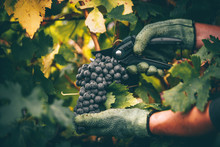 Grapes In Hand, Harvest In Autumn.