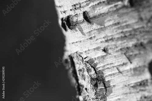 Fotografía Bark of a birch tree closeup, black and white