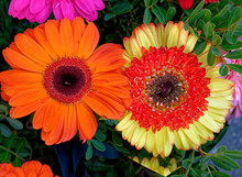 Colorful Orange And Yellow Gerber Daisies Top View Close Up