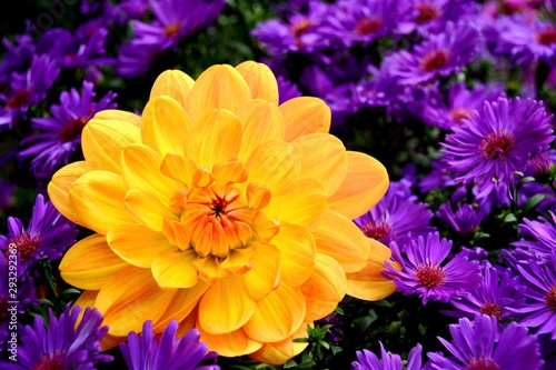 Dahlien Blumenstrauß in einer Gießkanne - Spätsommer oder Herbst Strauß