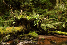 Woodland With Fallen Tree Across River With Lush Green Undergrowth Consisting Of Ferns And Epiphytes Growing On Its Uprooted Base