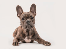 Cute French Bulldog Seen From The Front Lying On A Grey Background