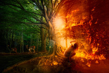 Forest Fires. Destruction Of Nature