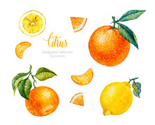 Watercolor Orange, Lemon, Mandarin. Watercolor Botanical Illustration. Citrus Fruit. 