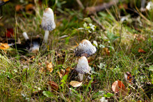 Grey Amanita Mushrooms Grow On The Forest Floor Among Dry Fallen Leaves And Green Grass In Sunny Autumn October Day