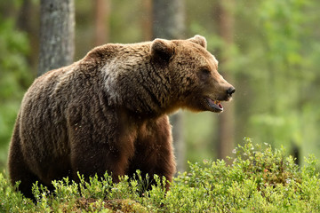 Wall Mural - european brown bear (ursus arctos) in forest