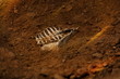 © MRSUTIN - The skeleton of an animal buried in the soil.