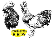 Adult Cock. A Beautiful Cock With A Bushy Tail And A Large Crest. Drawing By Hand In Vintage Style.