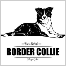 Border Collie Dog Free Stock Photo - Public Domain Pictures