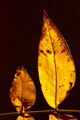 Wall Mural - Two yellow leaves over dark background. Abstract nature background. 