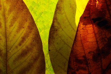 Wall Mural - Blurred natural background. Cropped shot of autumn leaves texture, blurred shot. Soft nature background. Nature, autumn concept.