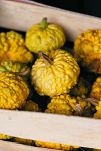 Close-up Of Yellow Gourds