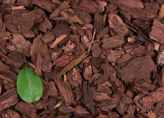 Canvas Print - autumn leaves on a wooden bark