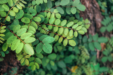 Wall Mural - Old dry stump and fresh green leaves of a young tree. Autumn forest