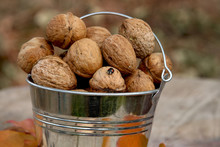Bucket Of Walnuts On A Wooden Background In The Garden