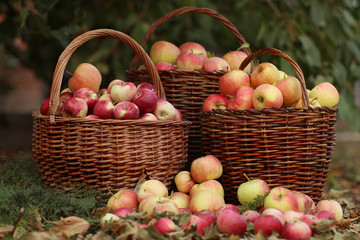 Poster - Three huge wicker baskets full of apples in the garden against a background of trees and fallen foliage