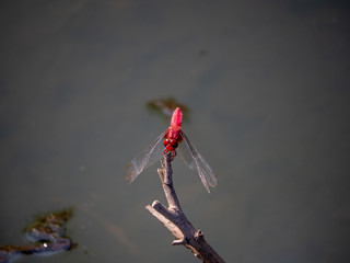 Poster - Crocothemis servilia mariannae skimmer dragonfly 6