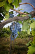 © Dan74 - bunch of red grapes on vineyard in chianti region, Tuscany. Italy.