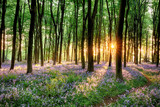 Bluebell forest path at sunrise