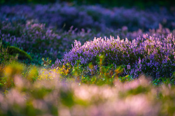 Wall Mural - Sunny day. Blooming heather. Beautiful lawn in the forest.