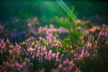 Wall Mural - Sunny day. Blooming heather. Beautiful lawn in the forest.