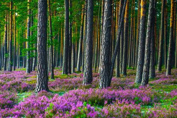 Sunny day. Blooming heather. Beautiful lawn in the forest.