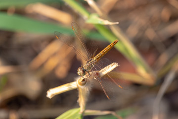 golden dragonfly on a leaf